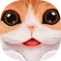 小猫咪之家手游